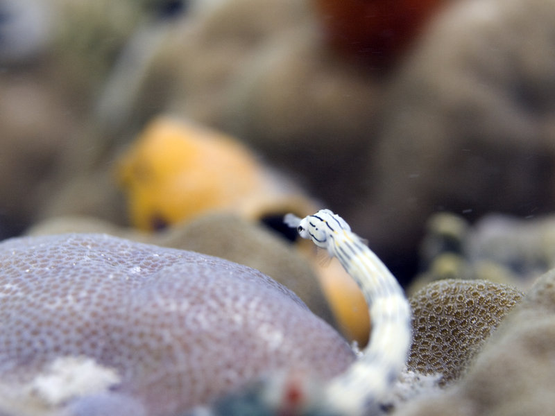 Pipefish, Mabul, Paradise 1 and 2